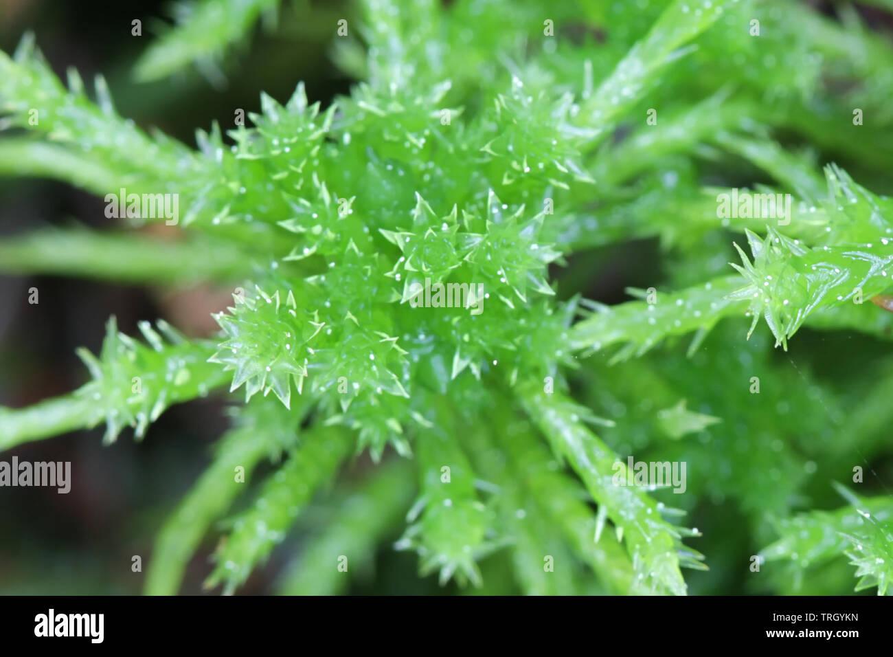 sphagnum-squarrosum-commonly-known-as-the-spiky-bog-moss-or-spreading-leaved-bog-moss-TRGYKN.jpg