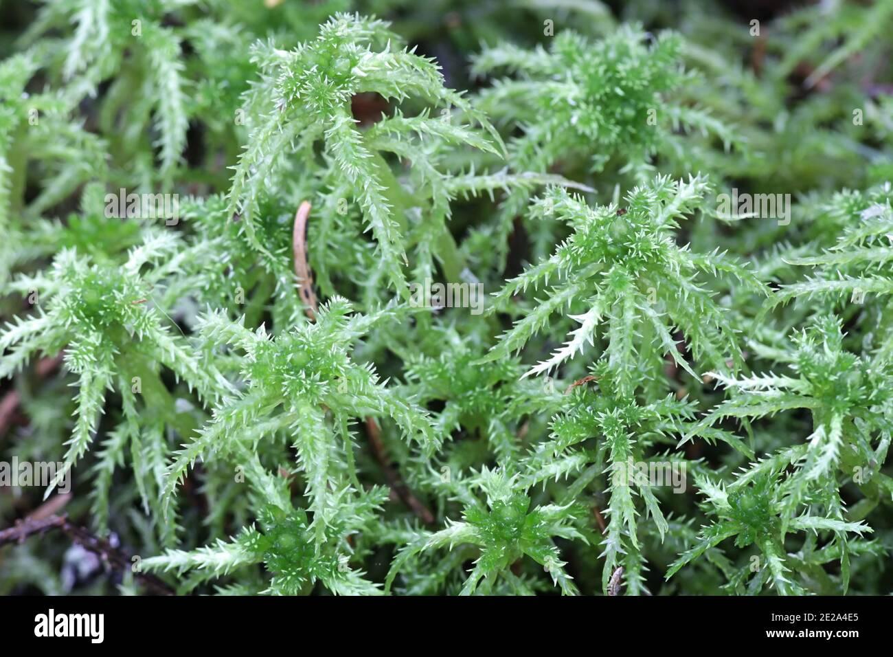 sphagnum-squarrosum-the-spiky-bog-moss-or-spreading-leaved-bog-moss-2E2A4E5.jpg