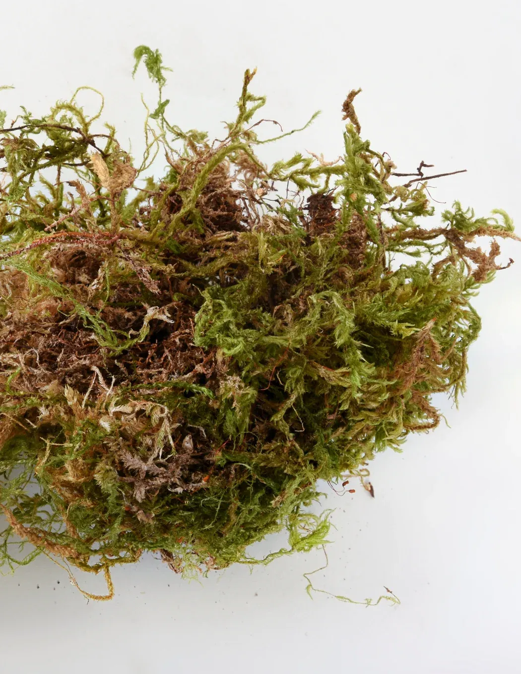 sphagnum3_934c207f-91bb-4ccc-9a69-3cb114b7c7b9_1050x1359.jpg