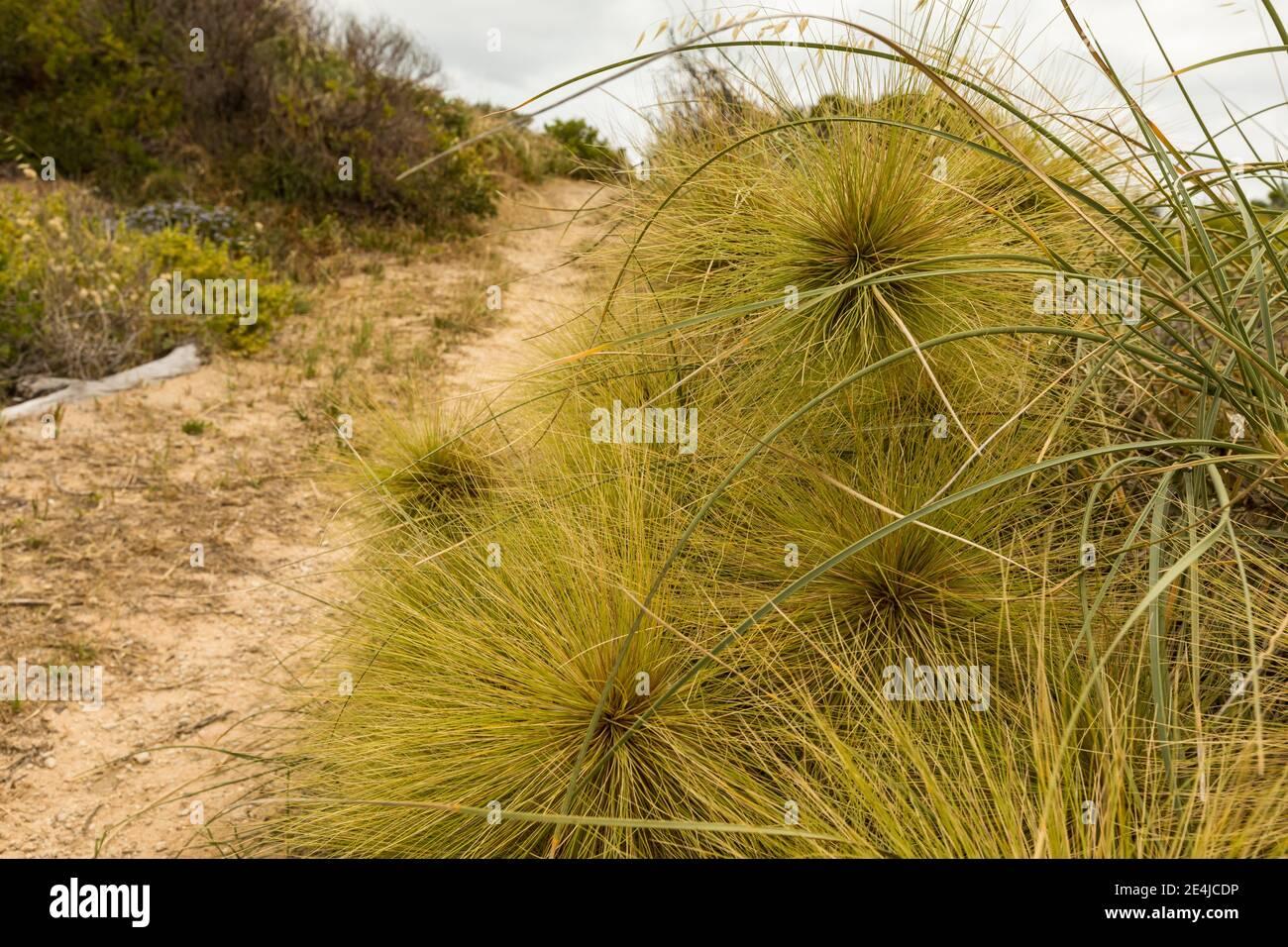 spinifex-longifolius-lining-path-to-beach-at-binningup-western-australia-2E4JCDP.jpg