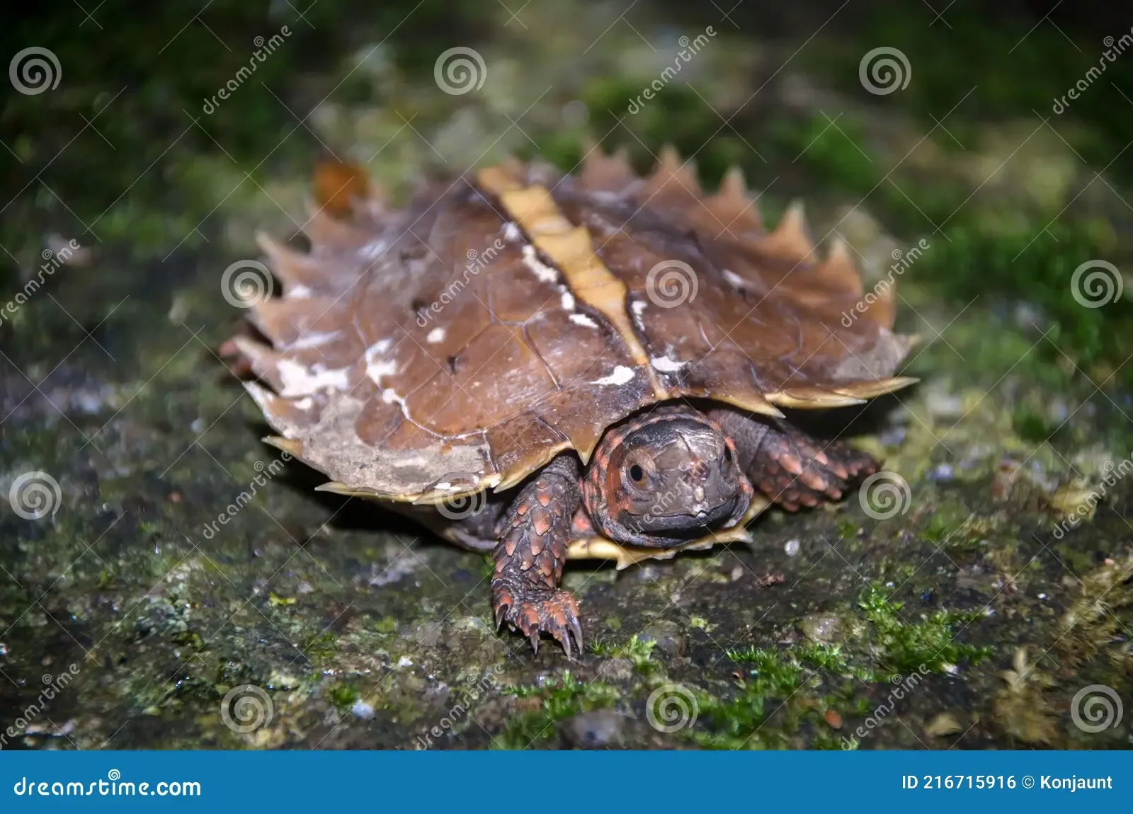 spiny-turtle-heosemys-spinosa-rock-green-moss-terrapin-cogwheel-wildness-forrest-rain-thailand-216715916.jpg
