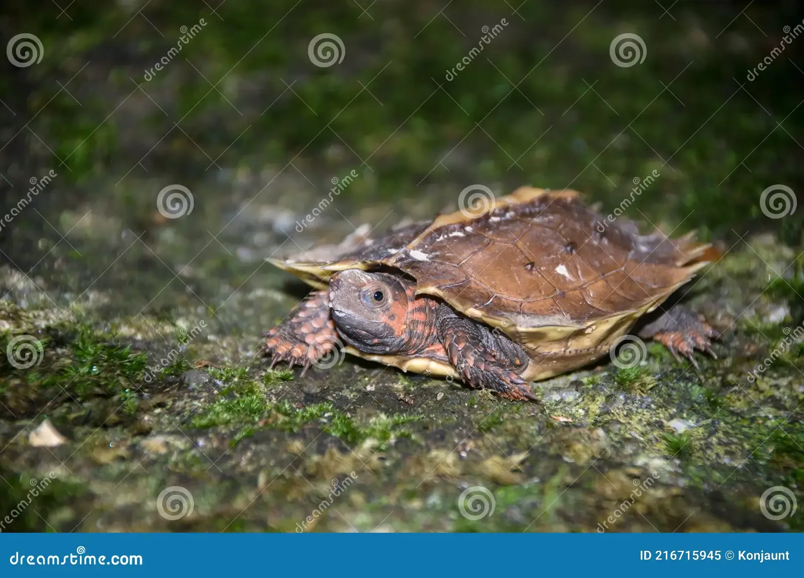 spiny-turtle-heosemys-spinosa-rock-green-moss-terrapin-cogwheel-wildness-forrest-rain-thailand-216715945.jpg