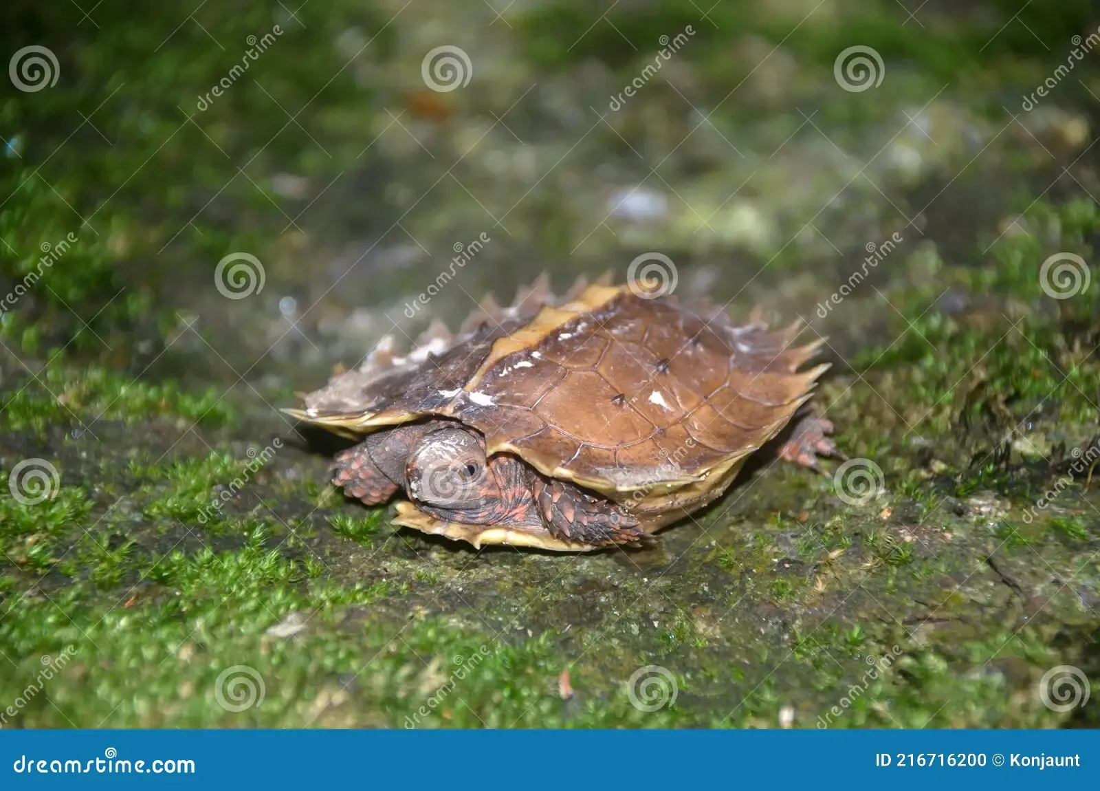 spiny-turtle-heosemys-spinosa-rock-green-moss-terrapin-cogwheel-wildness-forrest-rain-thailand-216716200.jpg