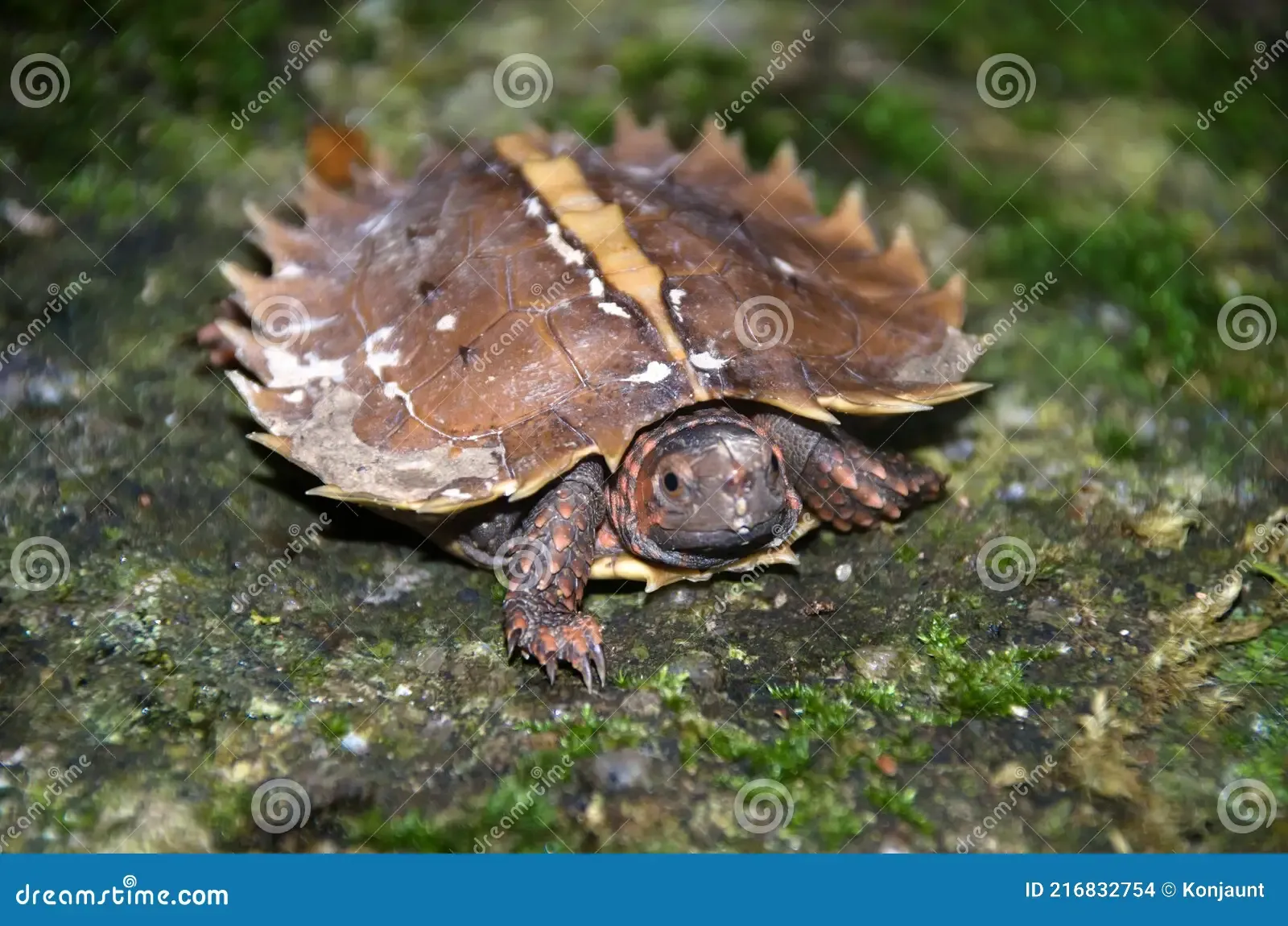 spiny-turtle-heosemys-spinosa-rock-green-moss-terrapin-cogwheel-wildness-forrest-rain-thailand-216832754.jpg