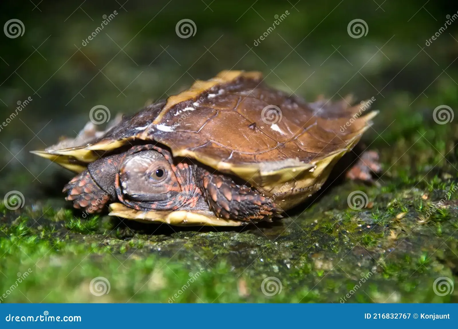 spiny-turtle-heosemys-spinosa-rock-green-moss-terrapin-cogwheel-wildness-forrest-rain-thailand-216832767.jpg