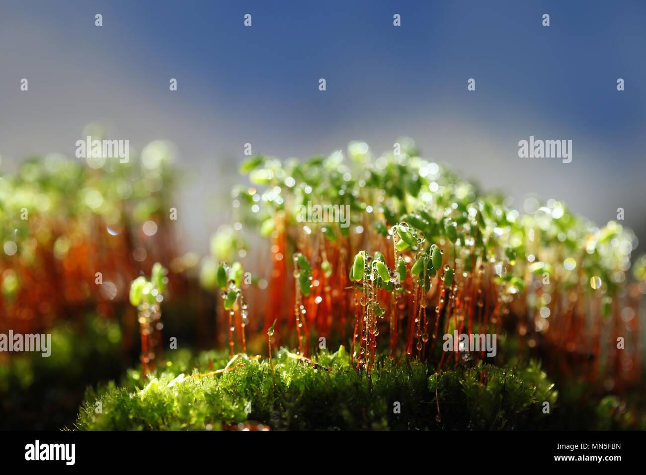 spore-capsules-of-a-green-moss-pohlia-nutans-MN5FBN.jpg