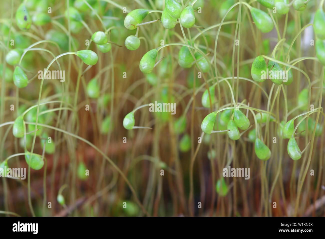 spore-capsules-of-funaria-hygrometrica-known-as-the-bonfire-moss-or-common-cord-moss-a-pioneer-specie-of-burned-ground-or-forest-fire-areas-W1KN6X.jpg