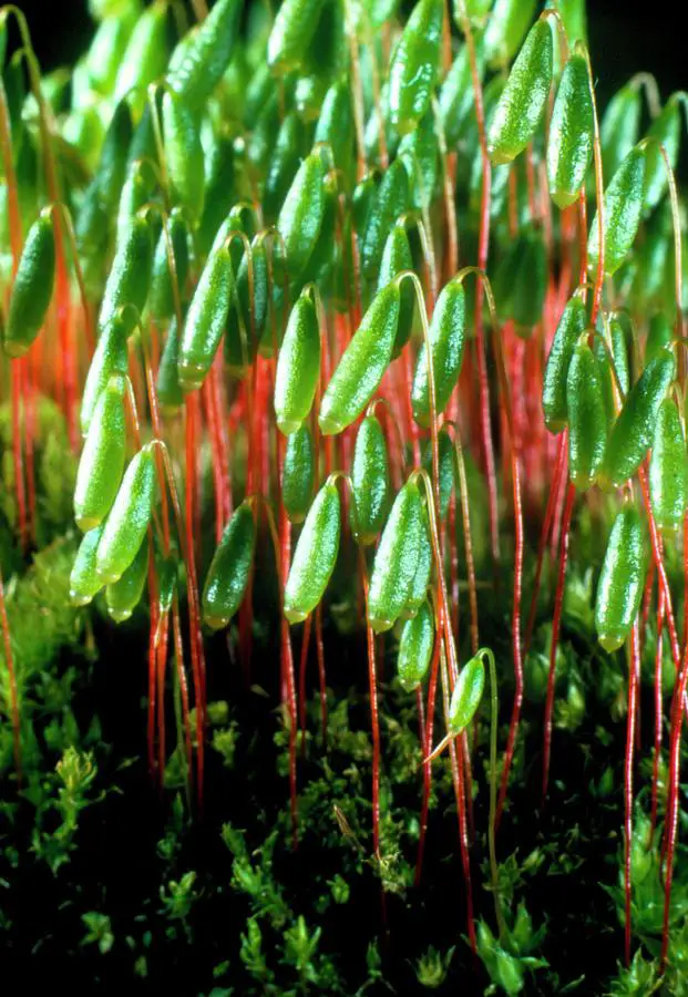 spore-capsules-of-the-moss-bryum-dr-jeremy-burgessscience-photo-library.jpg