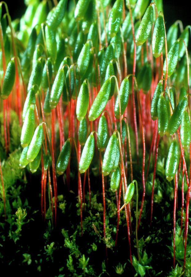 spore-capsules-of-the-moss-bryum-dr-jeremy-burgessscience-photo-library.jpg