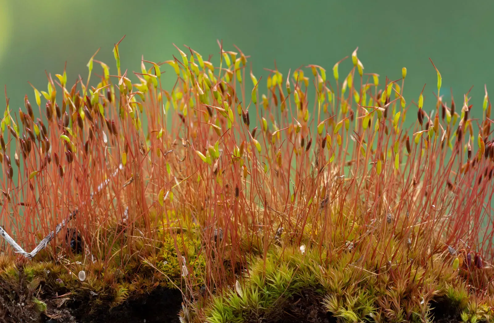 sporophyte-tortula-moss.jpg
