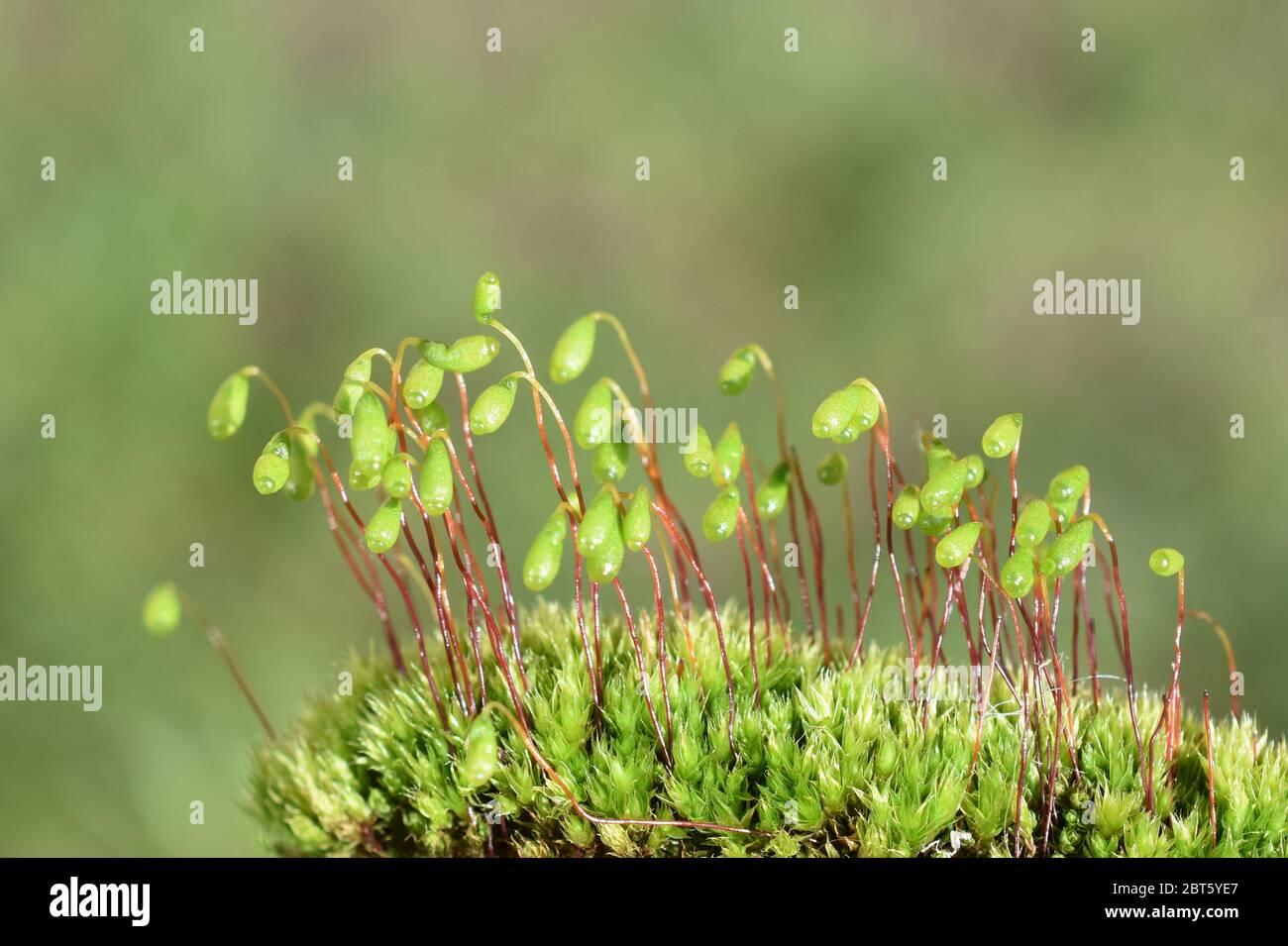 sporophytes-from-the-red-roof-moss-ceratodon-purpureus-2BT5YE7.jpg