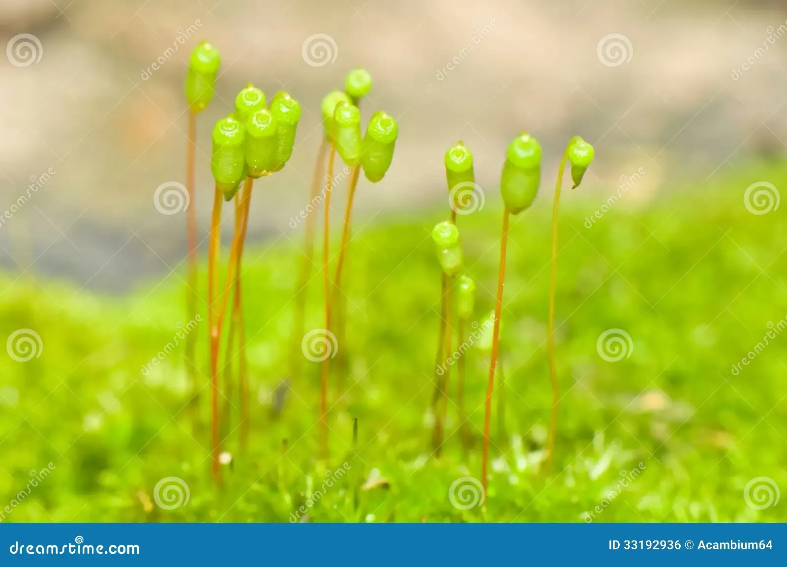 sporophytescapsule-van-moss-plant-close-omhoog-33192936.jpg
