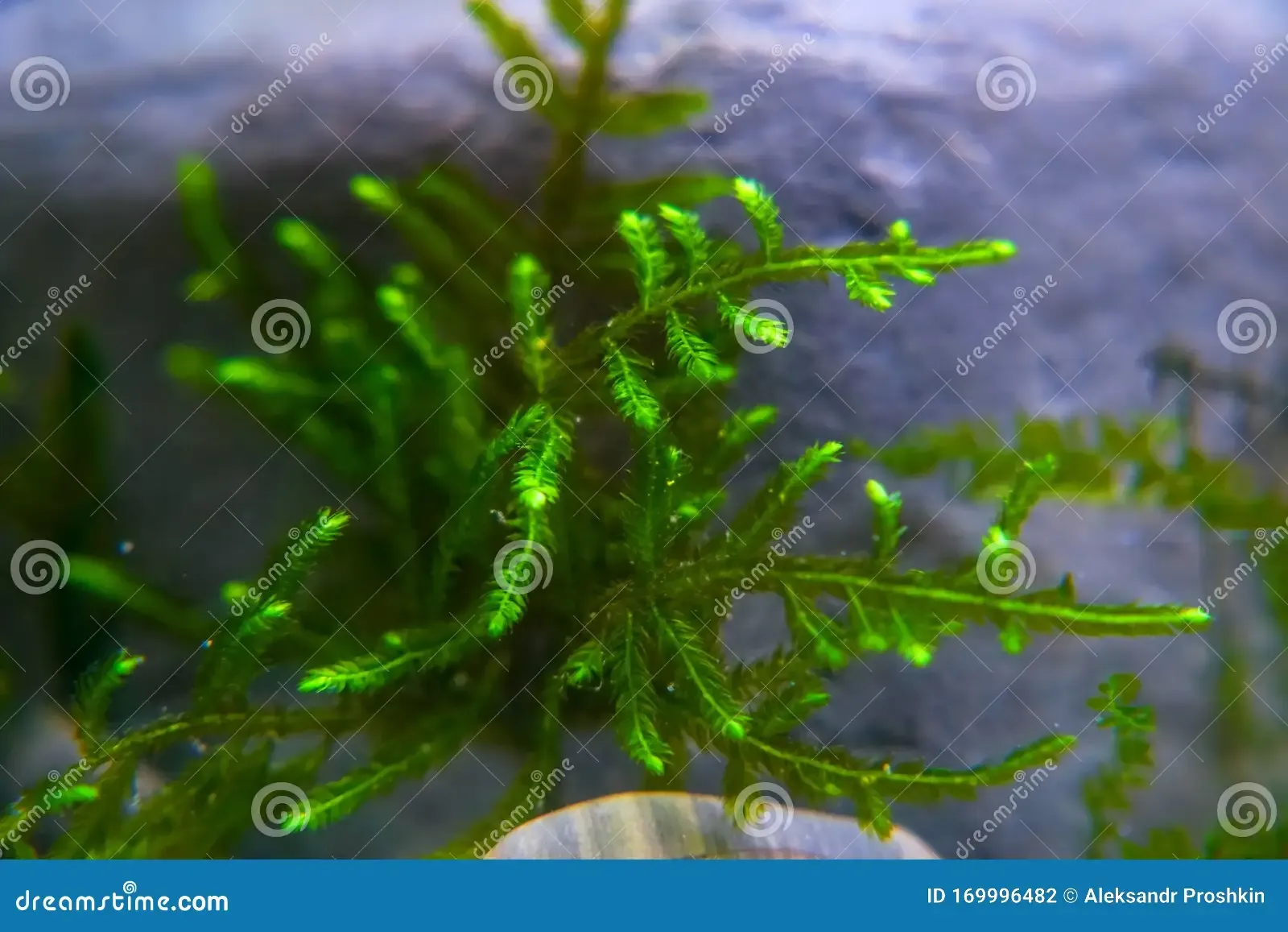 sprig-christmas-moss-aquarium-vesicularia-montagnei-sprig-christmas-moss-aquarium-vesicularia-montagnei-soft-169996482.jpg