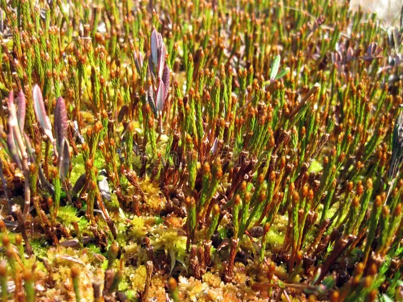 spring-moss-swamp-colorful-aukstumalos-lithuania-90300331.jpg