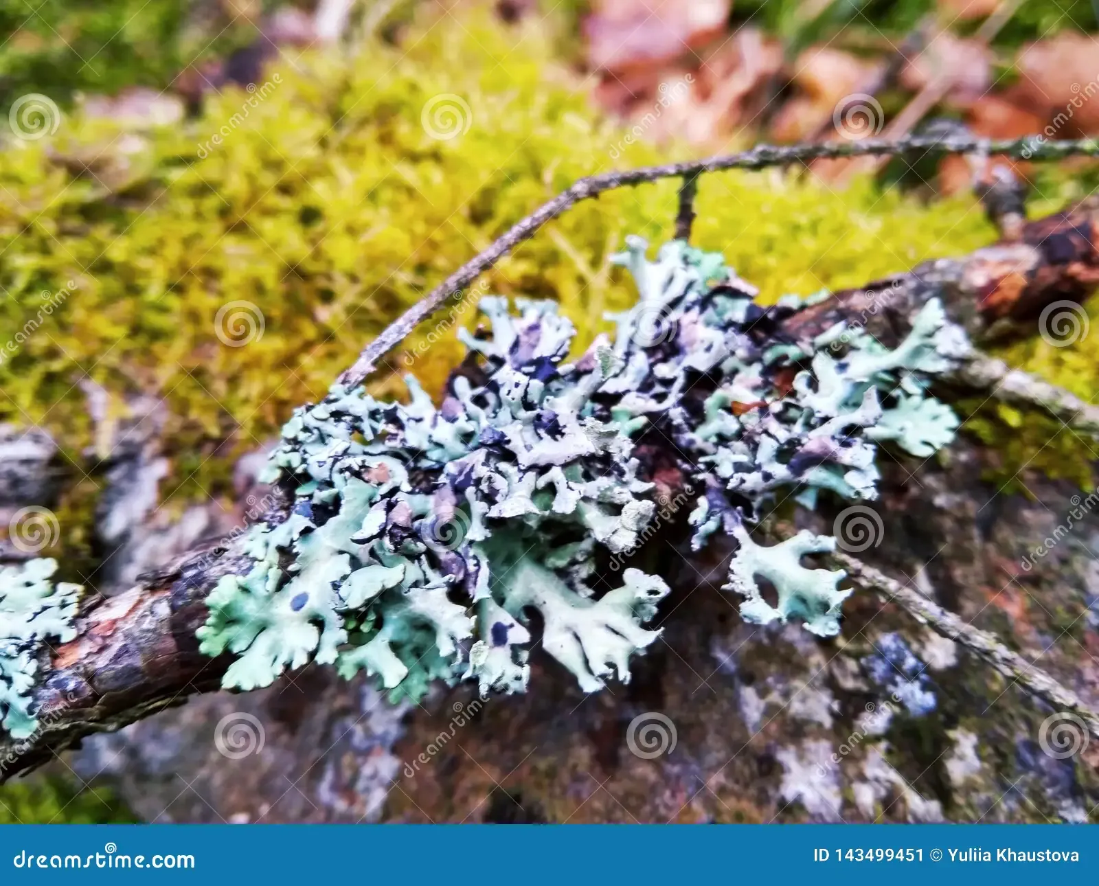 spruce-branch-blue-lichen-green-moss-close-up-spruce-branch-blue-lichen-green-moss-143499451.jpg