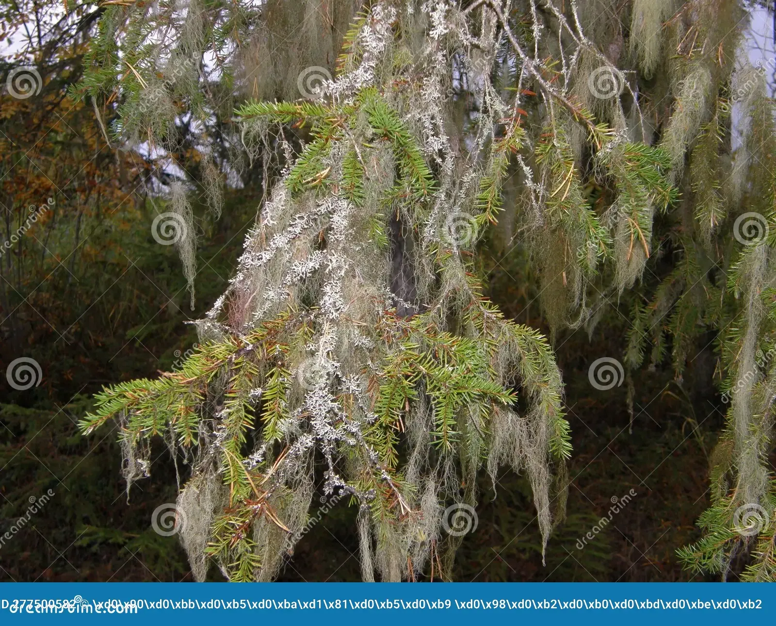 spruce-branches-heavily-covered-hanging-moss-lichen-republic-karelia-russia-spruce-branches-heavily-covered-277500582.jpg