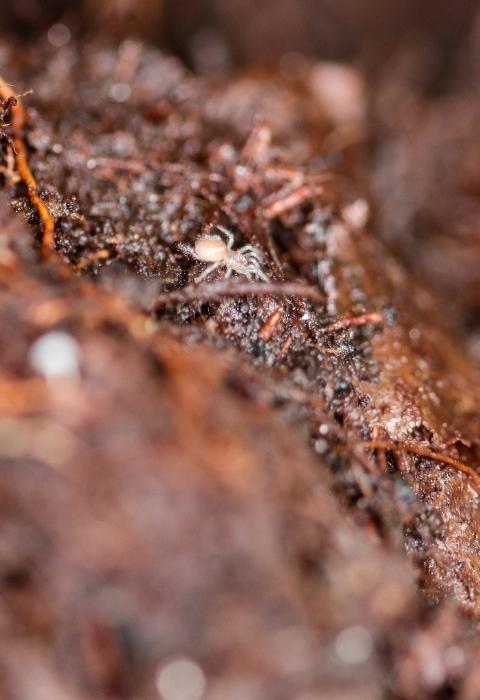 spruce-fir-moss-spider.jpg