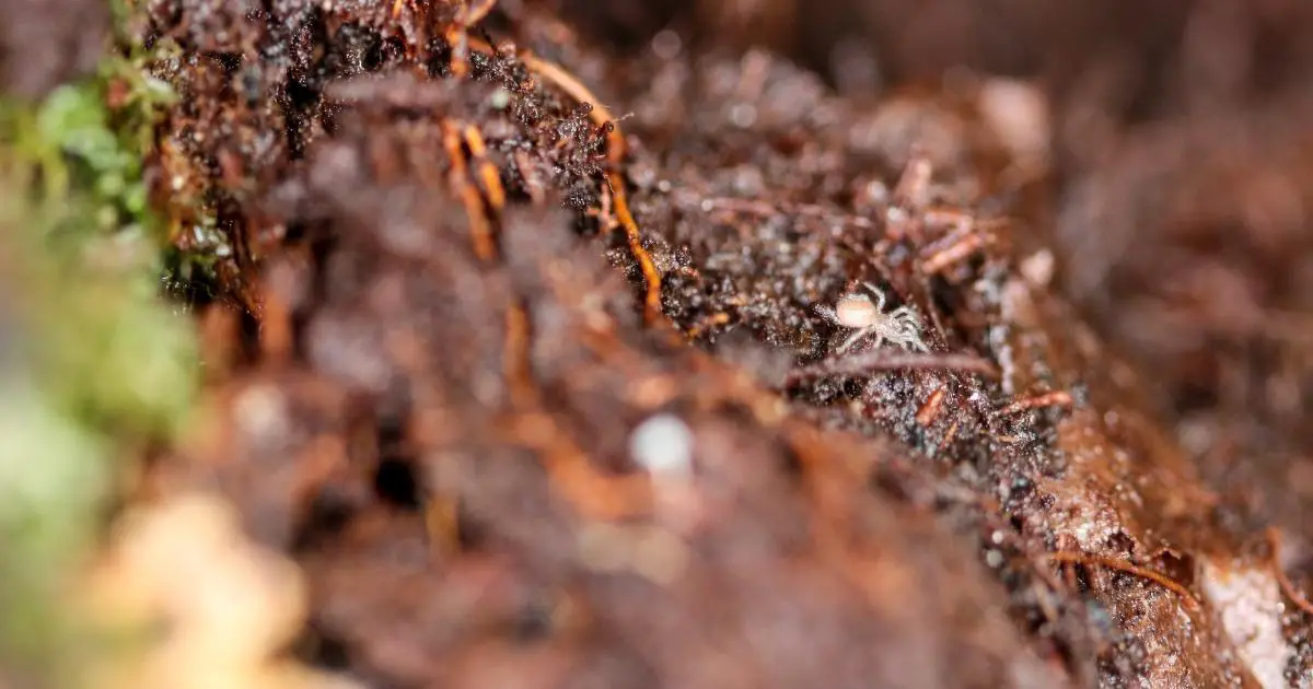 spruce-fir-moss-spider.jpg