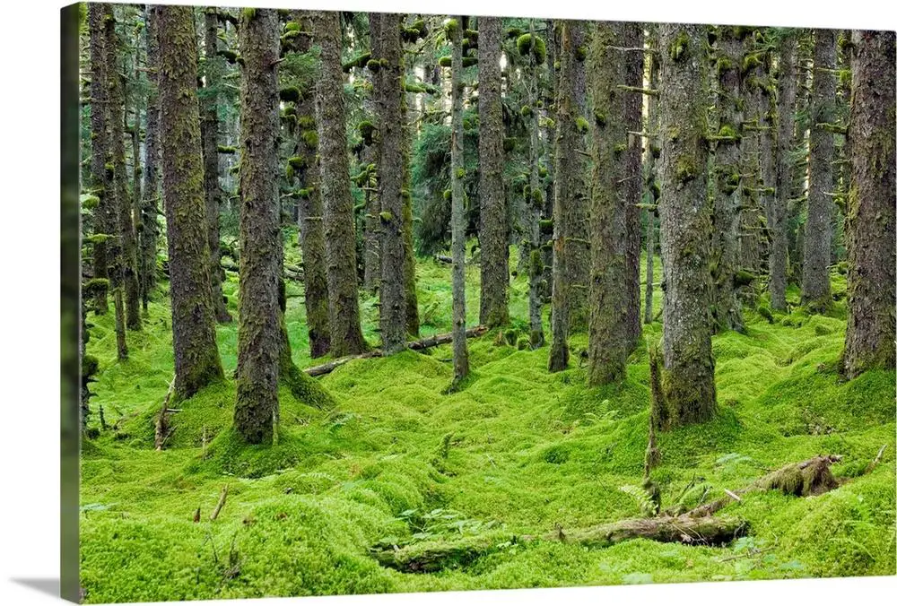 spruce-forest-moss-near-coast-kodiak-island-southwest-alaska,akstrcy0027.jpg