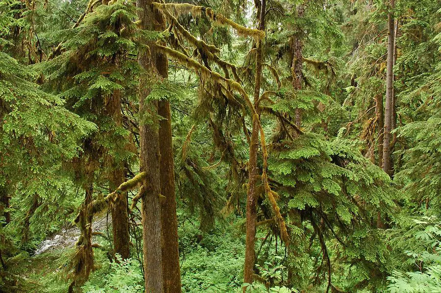 spruce-trees-with-moss-darlyne-a-murawski.jpg
