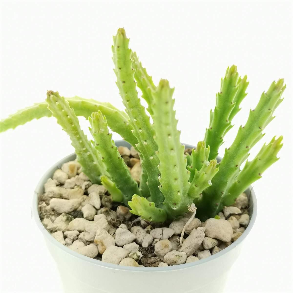 stapelia-paniculata-var.-scitula-giromagi-cactus-succulents-2.jpg