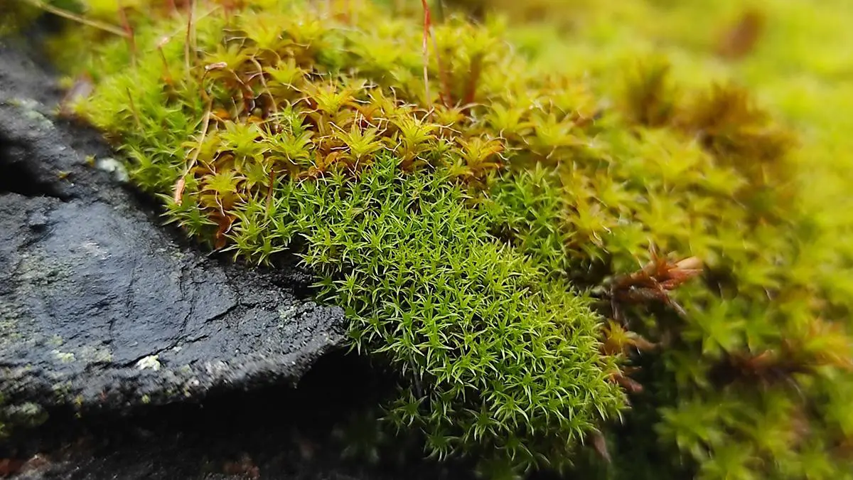 star-moss.jpg