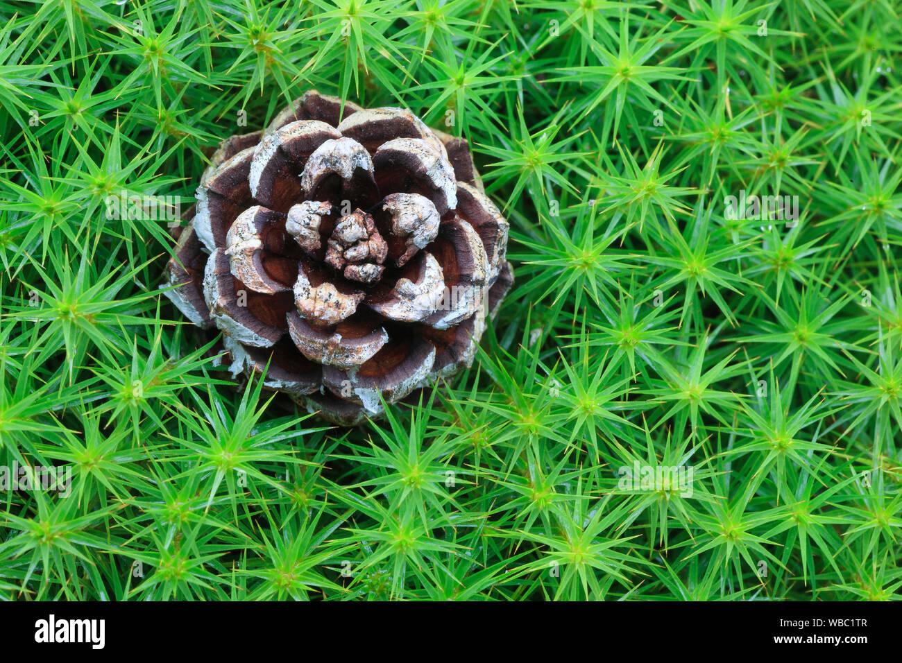 star-moss-haircap-moss-hair-moss-polytrichum-formosum-with-pine-cone-cairngorms-np-scotland-WBC1TR.jpg