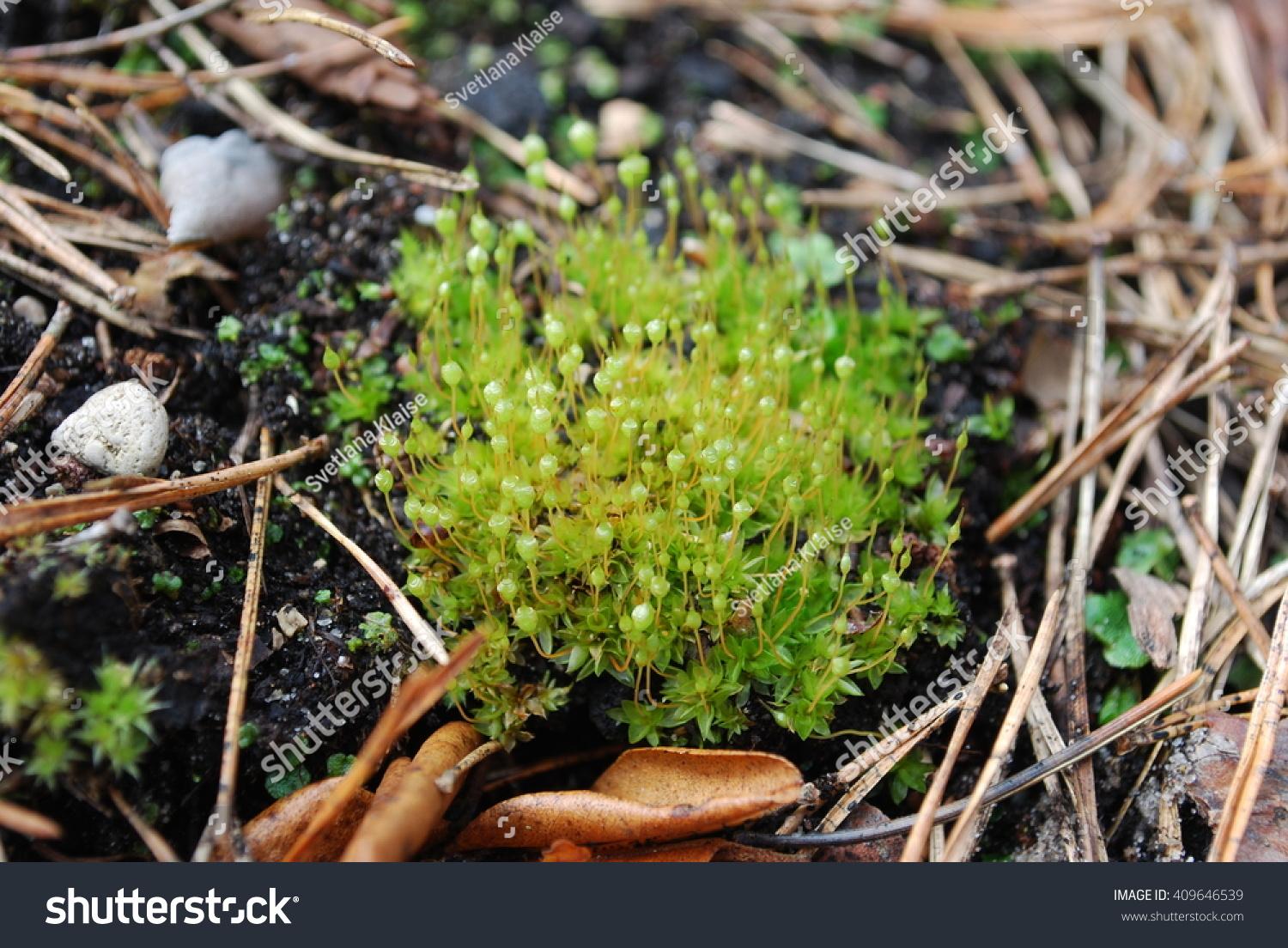 stock-photo-bartramia-pomiformis-the-common-apple-moss-is-a-species-of-moss-in-the-bartramiaceae-family-it-409646539.jpg