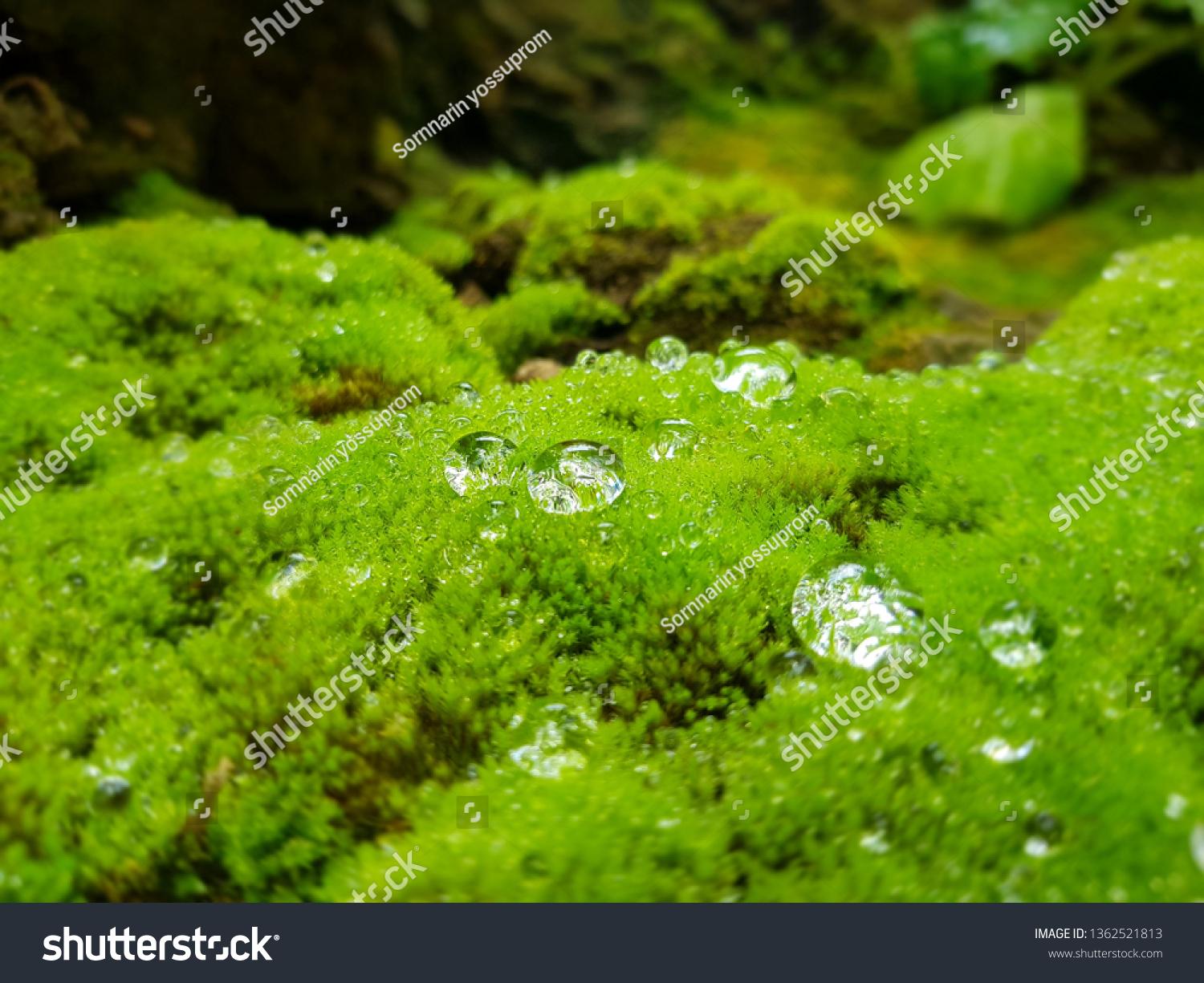 stock-photo-bryophyta-moss-plantae-1362521813.jpg