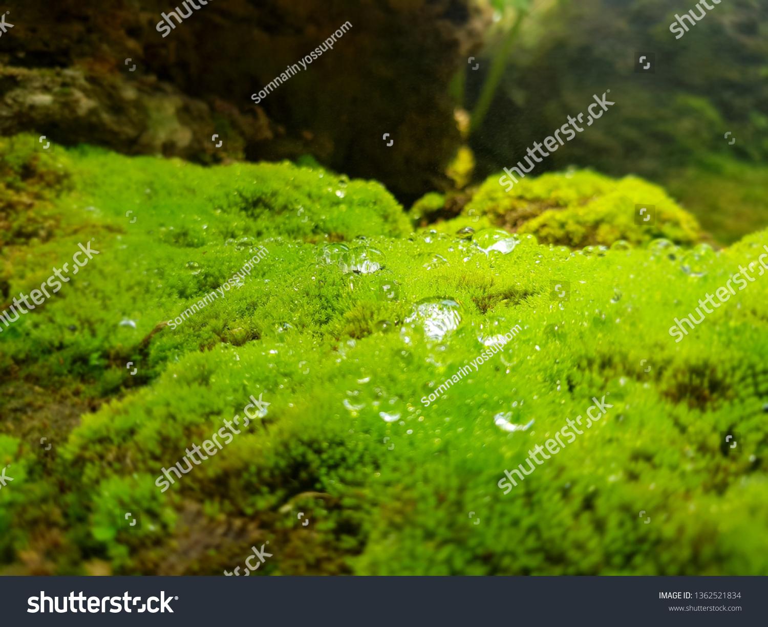 stock-photo-bryophyta-moss-plantae-1362521834.jpg