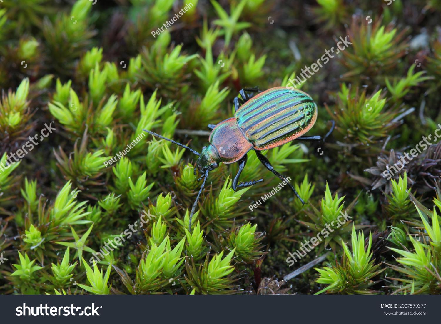 stock-photo-carabus-hemicarabus-nitens-carabidae-groundbeetle-on-moss-2007579377.jpg