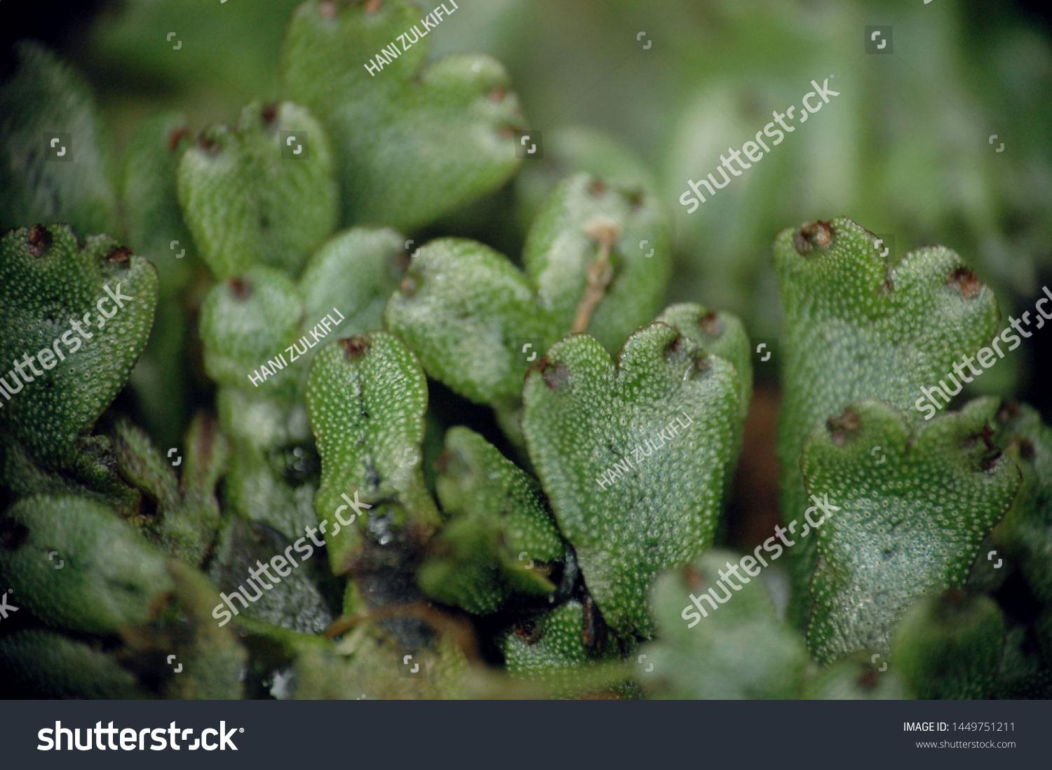 stock-photo-collection-of-bryophytes-and-few-liverworts-found-in-jemaloi-valley-kenaboi-state-park-located-in-1449751211.jpg