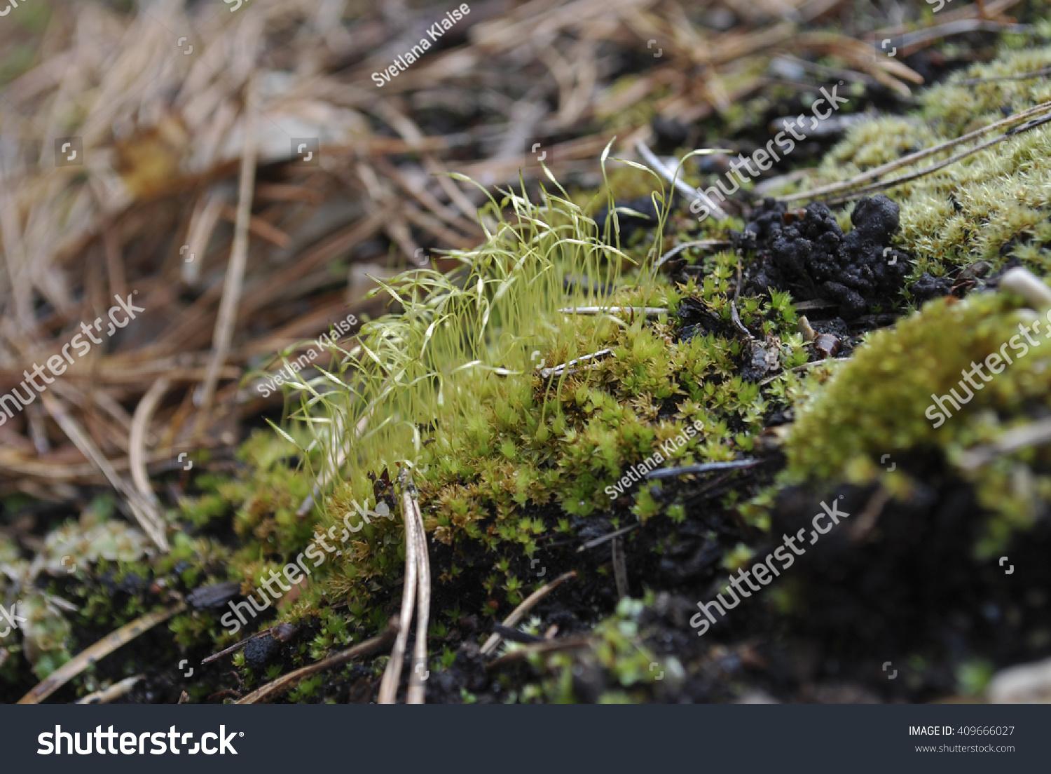 stock-photo-controversial-weissia-weissia-controversa-clump-with-immature-capsules-409666027.jpg