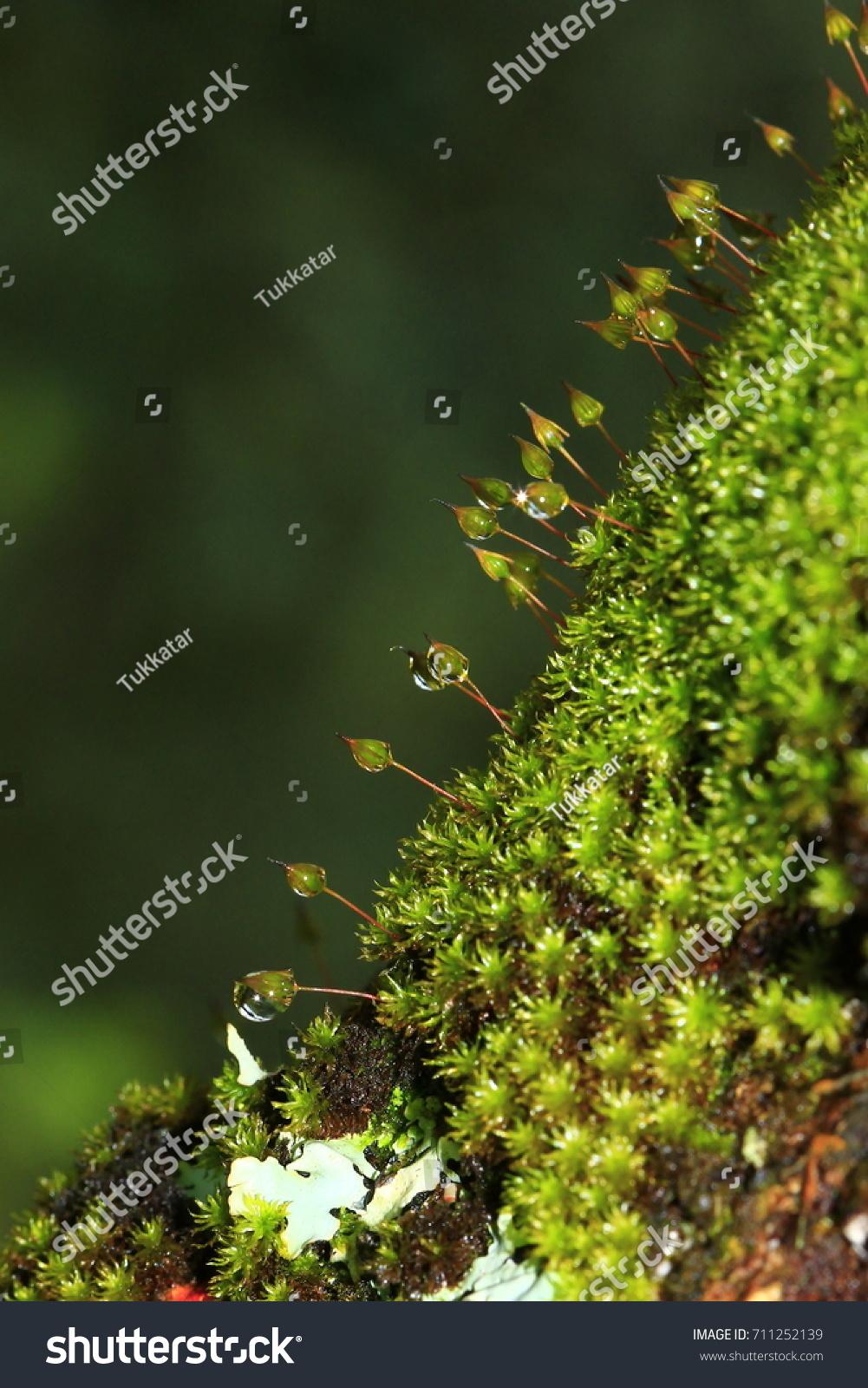 stock-photo--frame-moss-taxiphyllum-sp-rhodobryum-giganteum-in-the-nature-711252139.jpg