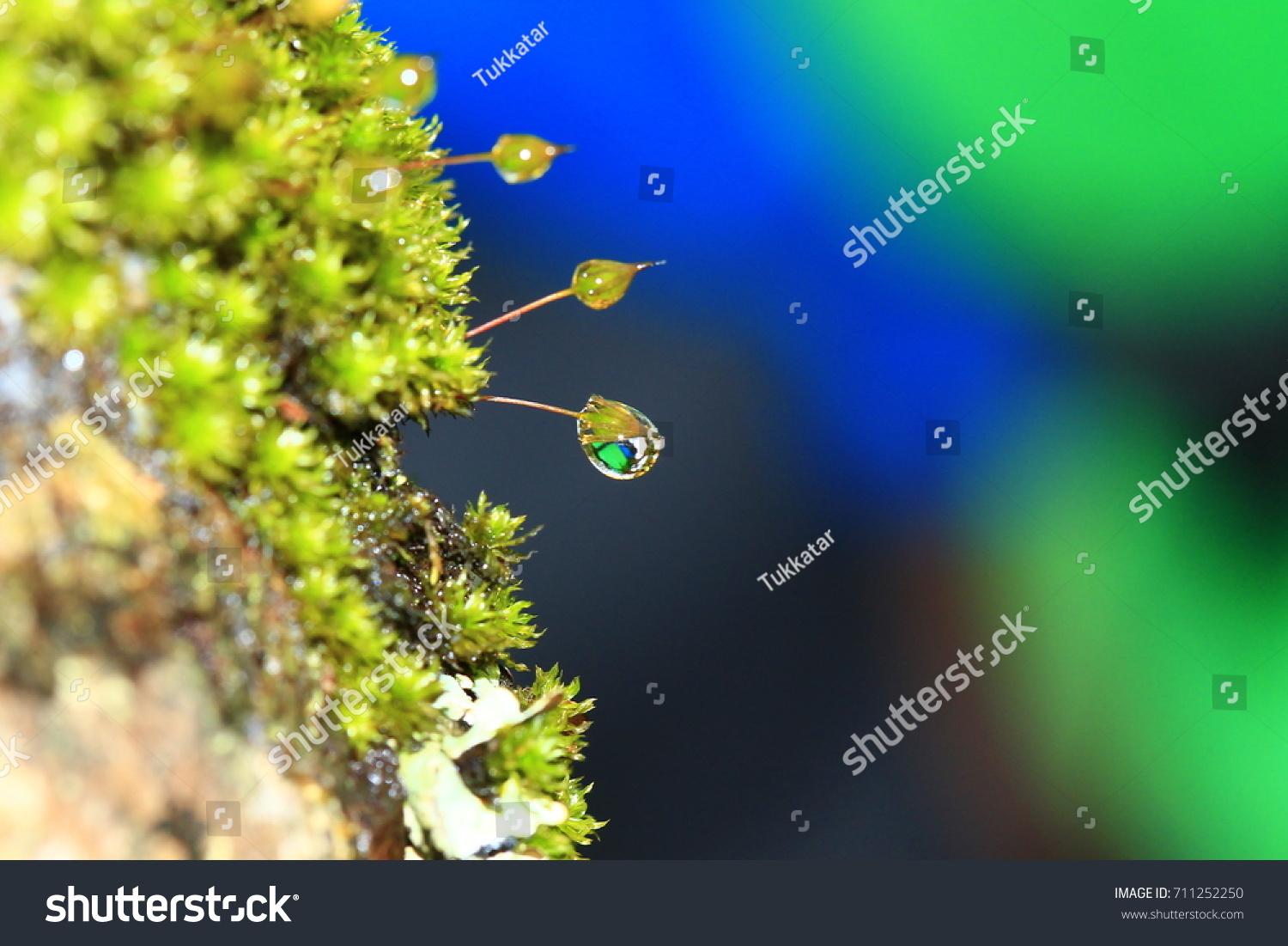 stock-photo--frame-moss-taxiphyllum-sp-rhodobryum-giganteum-in-the-nature-711252250.jpg