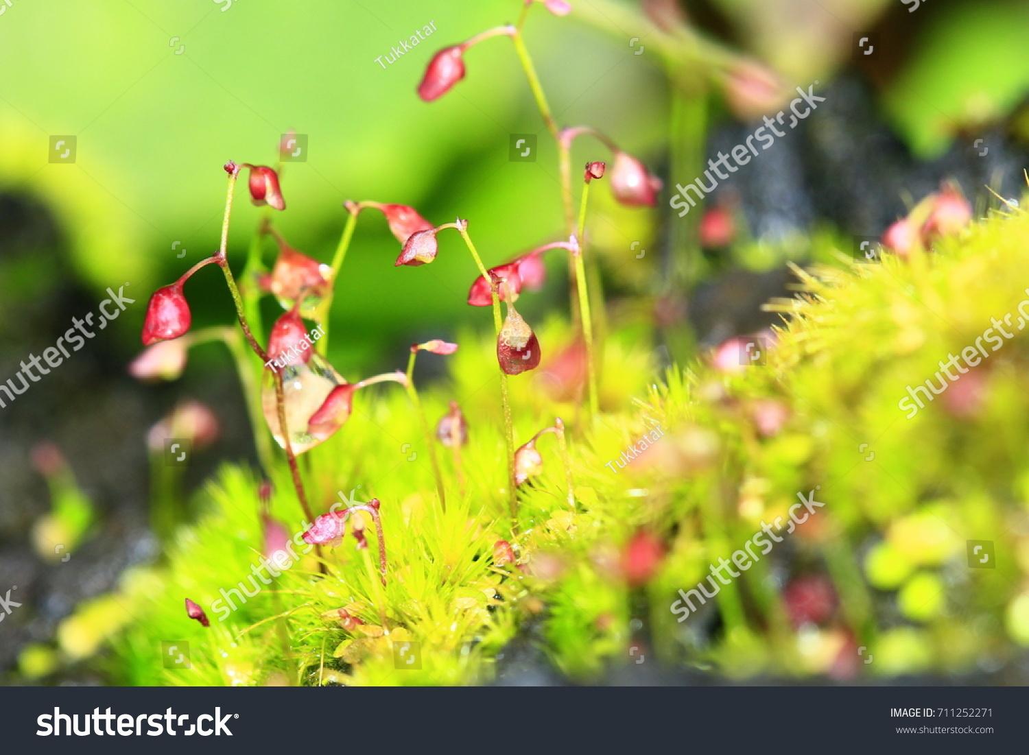 stock-photo--frame-moss-taxiphyllum-sp-rhodobryum-giganteum-in-the-nature-711252271.jpg