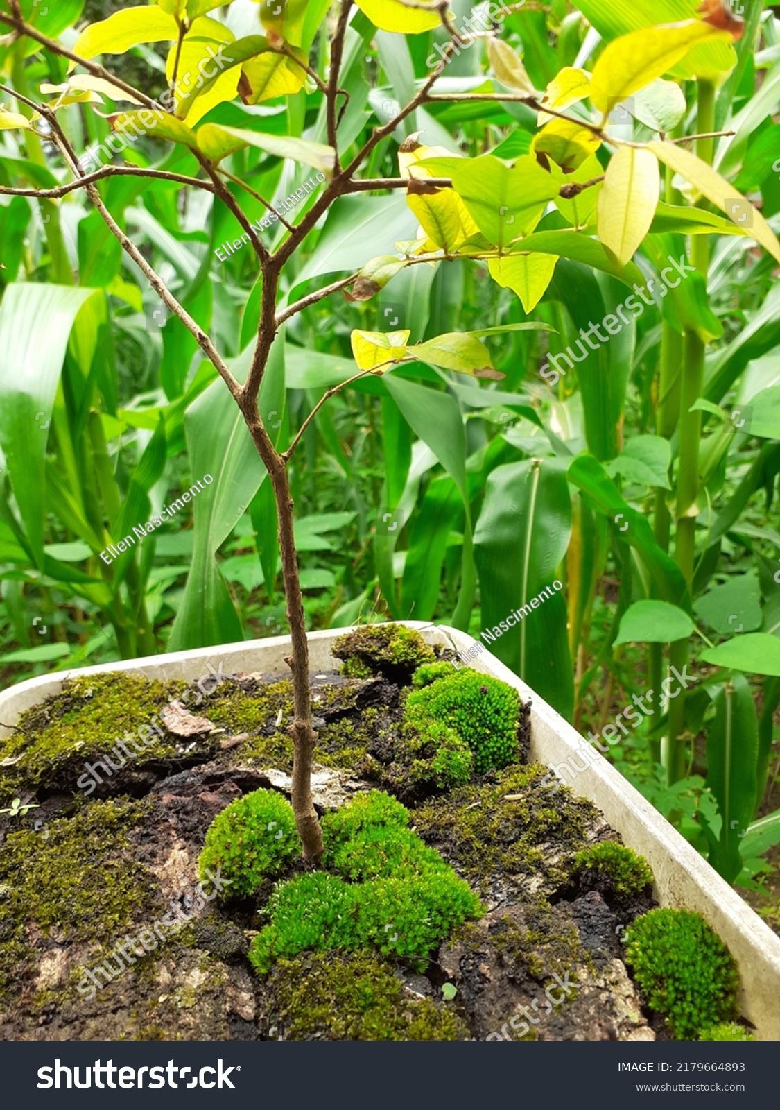 stock-photo-leucobryum-glaucum-is-a-species-of-acrocarpic-moss-known-by-the-common-name-of-white-moss-2179664893.jpg