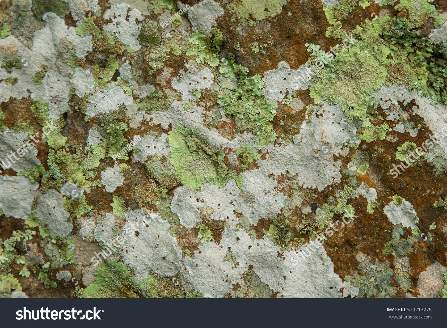 stock-photo-lichen-anthoceros-and-moss-growing-on-stone-529213276.jpg