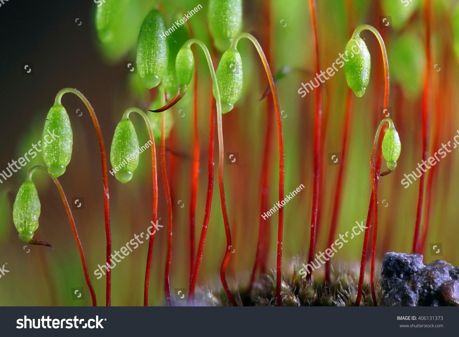 stock-photo-pohlia-moss-pohlia-nutans-artistic-composition-this-is-a-very-common-moss-with-world-wide-406131373.jpg