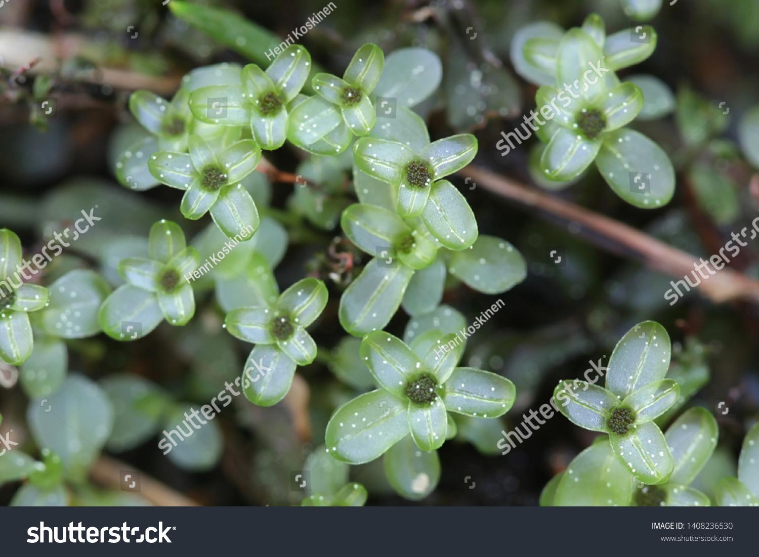 stock-photo-rhizomnium-punctatum-known-as-dotted-thyme-moss-or-red-penny-moss-1408236530.jpg