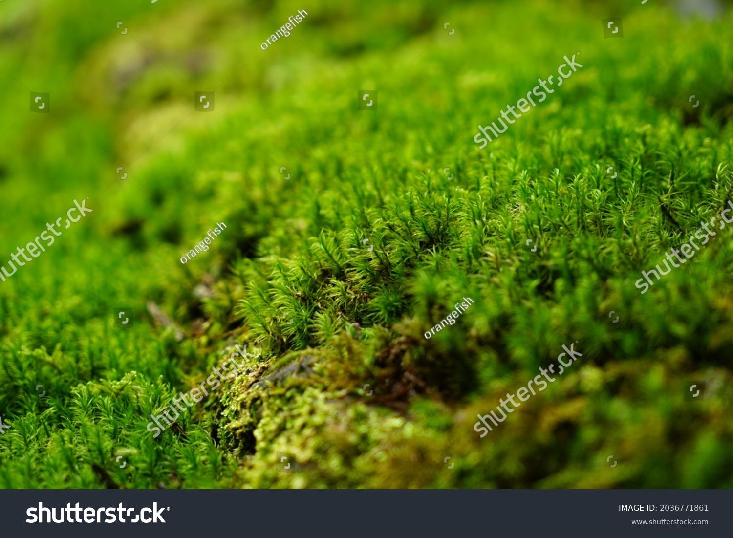 stock-photo-scientific-name-dicranum-japonicum-mitt-one-side-of-the-moss-in-the-moss-garden-2036771861.jpg