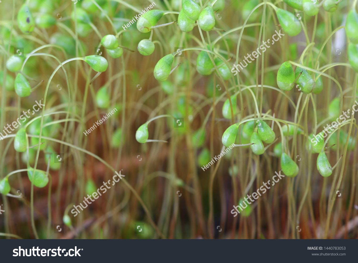 stock-photo-spore-capsules-of-funaria-hygrometrica-known-as-the-bonfire-moss-or-common-cord-moss-a-pioneer-1440783053.jpg