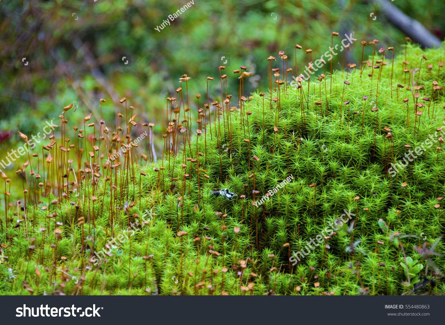 stock-photo-sporophytes-of-polytrichum-moss-polytrichum-commune-close-up-shallow-depth-of-field-suitable-554480863.jpg