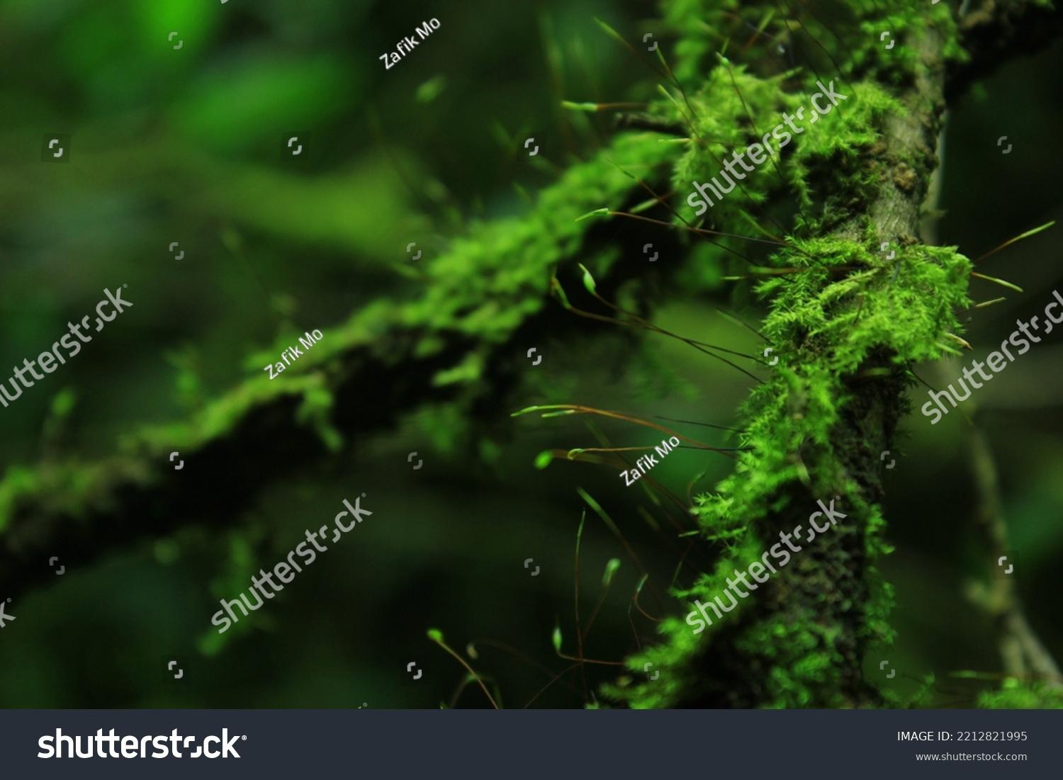 stock-photo-taxithelium-mountain-forest-moss-background-2212821995.jpg