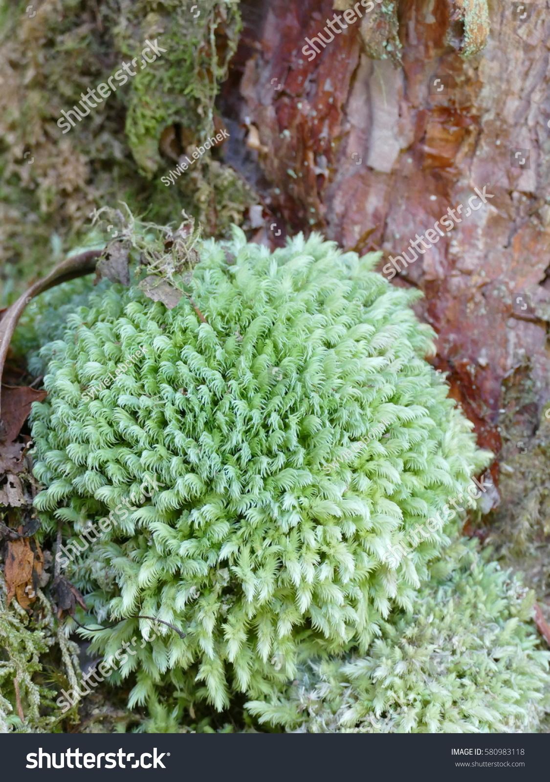 stock-photo-the-leucobryum-candidum-is-a-true-mosse-it-is-an-epiphyte-moss-with-a-silver-green-coloring-that-580983118.jpg