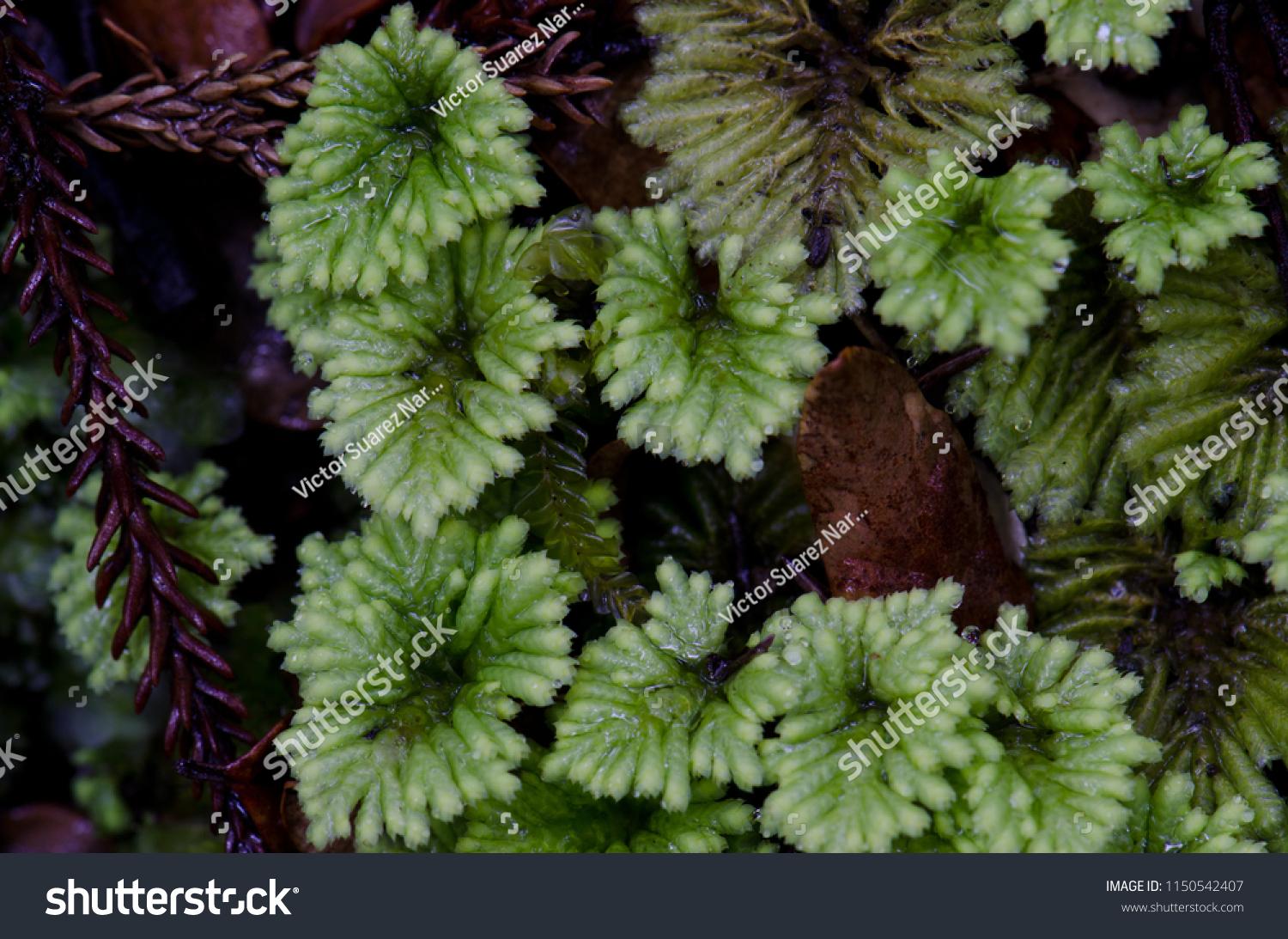 stock-photo-umbrella-moss-hypopterygium-sp-fiordland-national-park-southland-south-island-new-zealand-1150542407.jpg