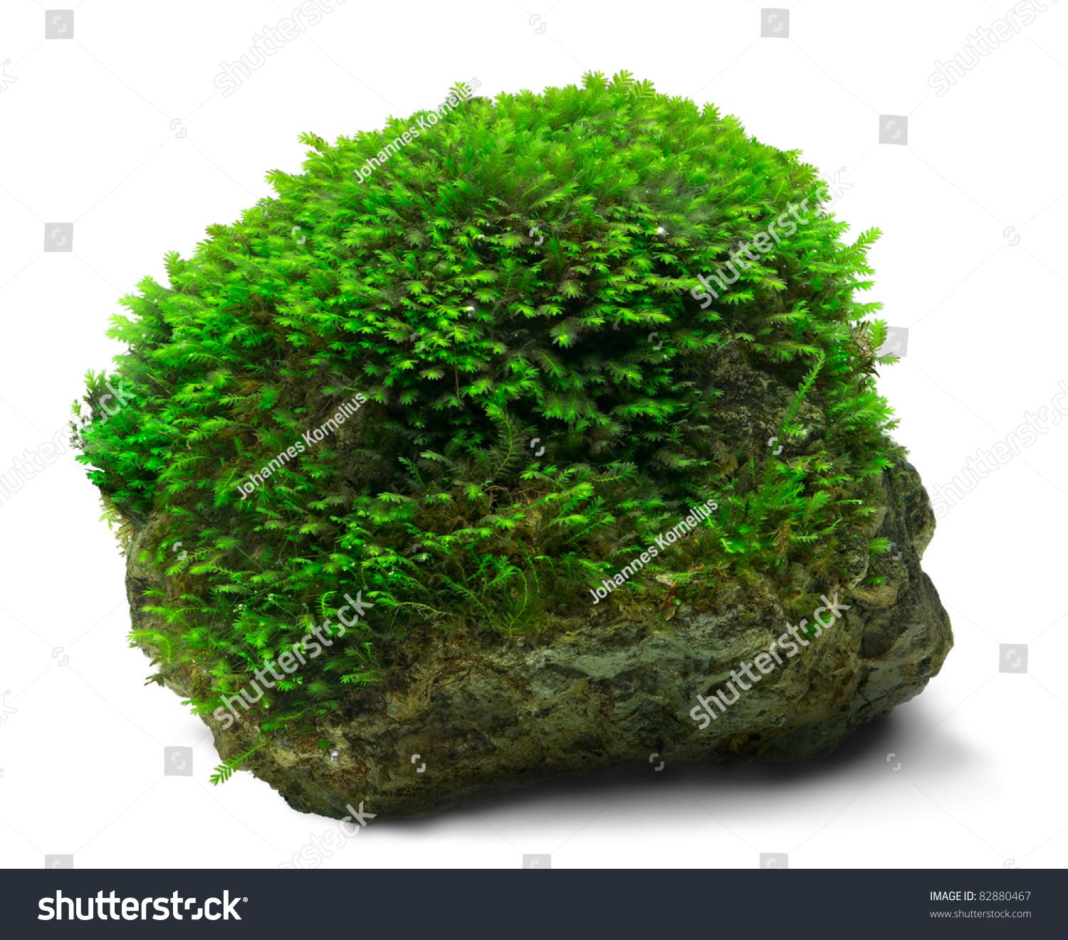 stock-photo-underwater-fissidens-moss-cover-a-rock-82880467.jpg