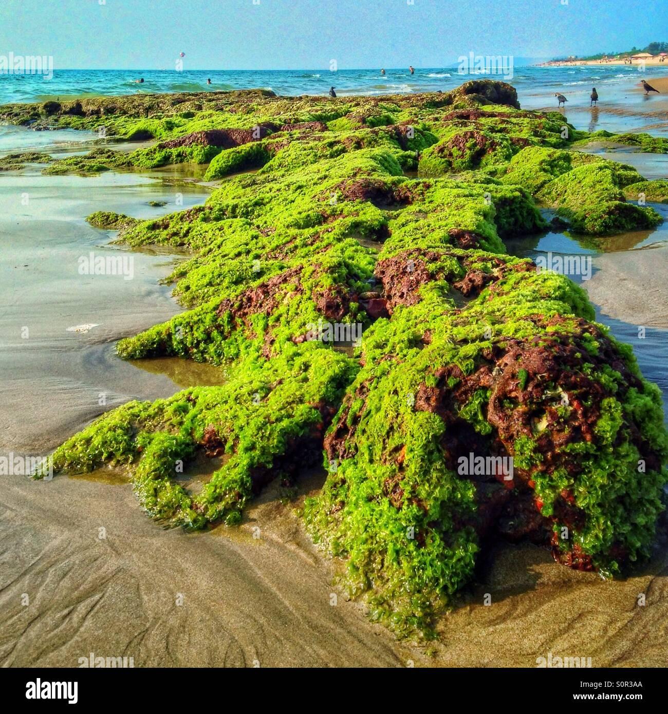 stone-covered-with-moss-on-the-sea-beach-india-close-up-S0R3AA.jpg