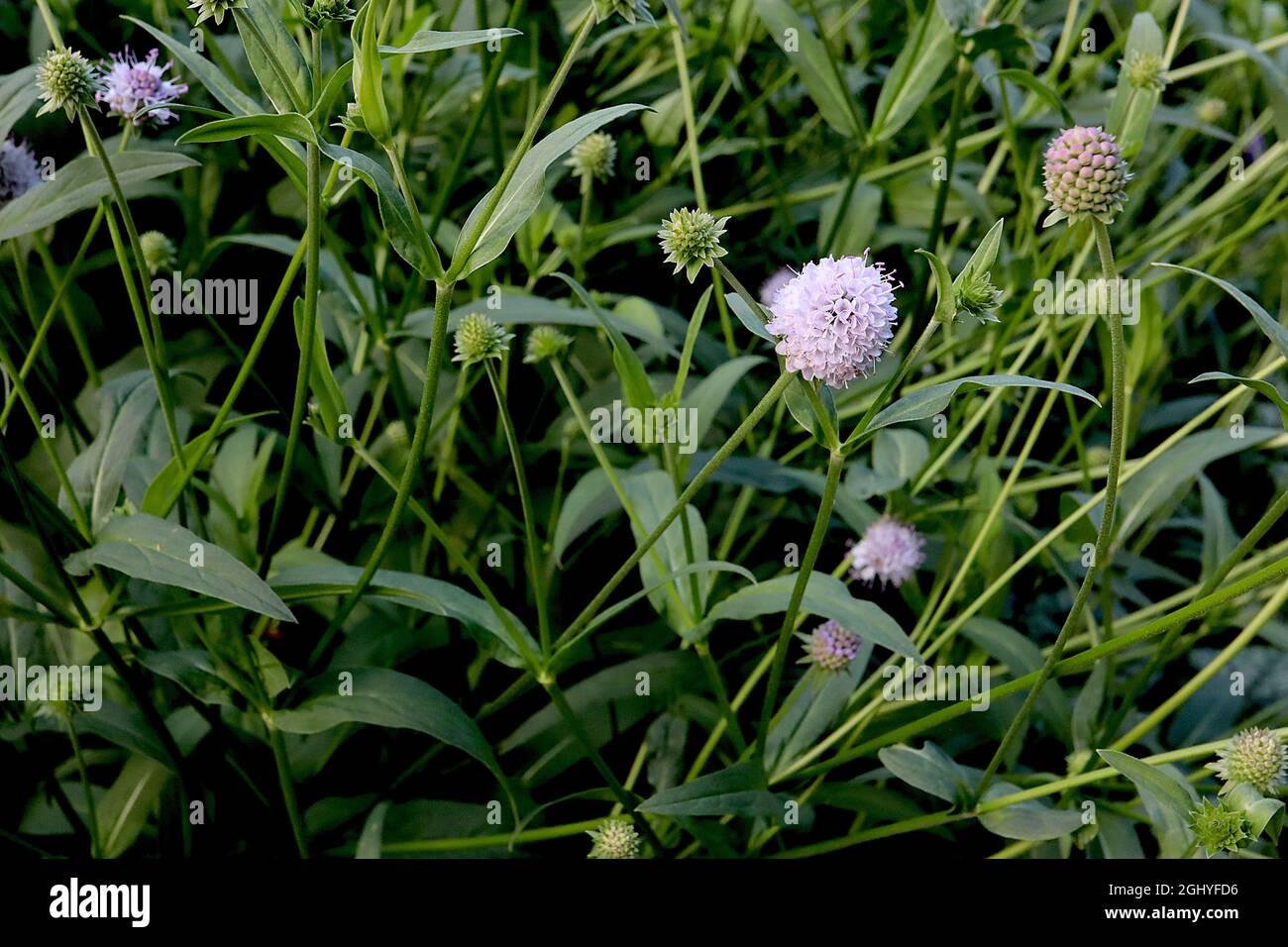 succisella-inflexa-frosted-pearls-marsh-devils-bit-scabious-frosted-pearls-small-spherical-pale-lavender-flowers-on-tall-stems-august-england-2GHYFD6.jpg