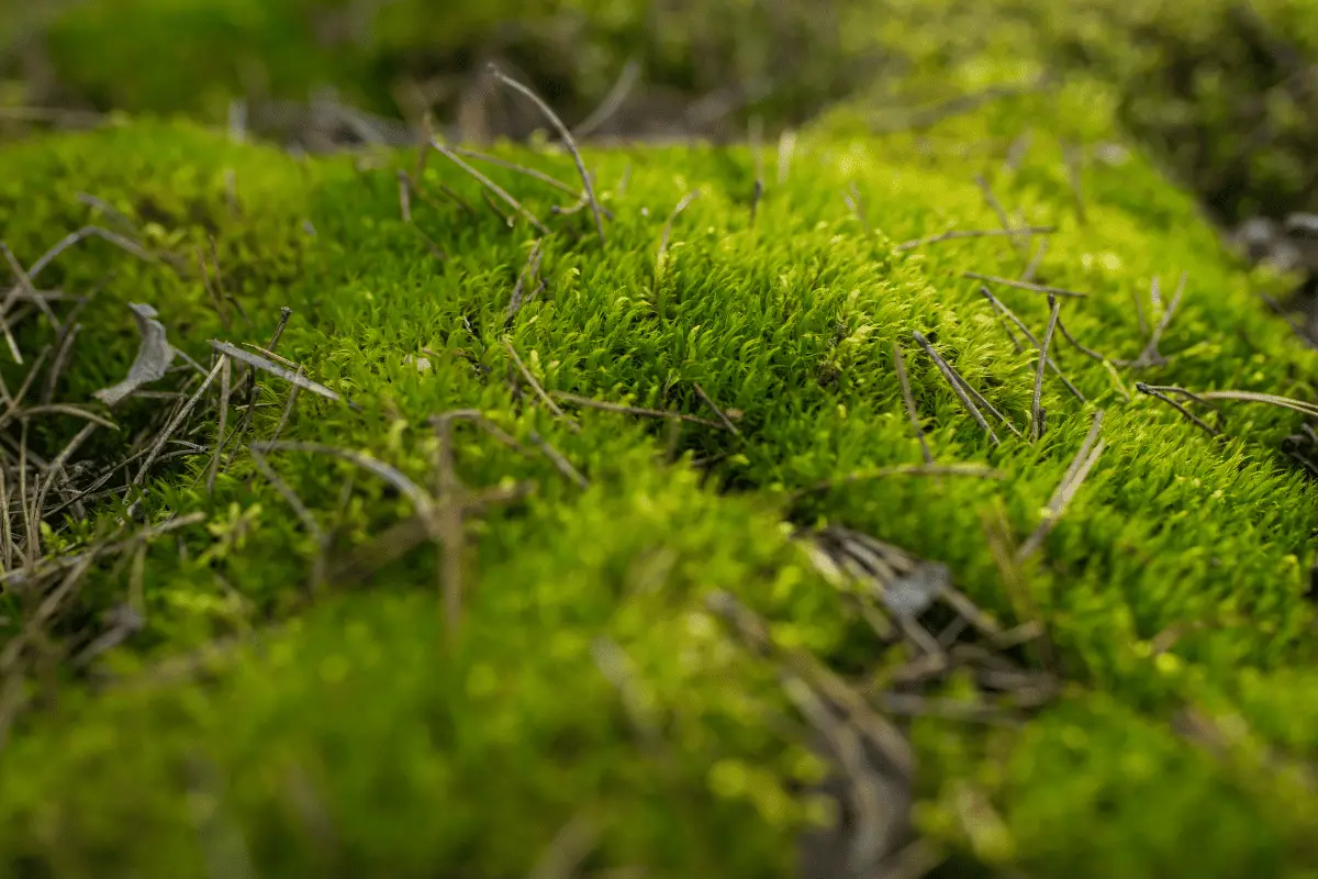 surface-growing-sphagnum-moss.png